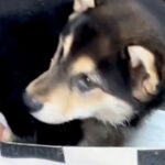 『真っ黒な毛の子犬を飼った』と思っていたら…驚きを隠せない『三毛猫のような姿になる光景』が12万再生「ミケ柴」「なんて珍しい色」と絶賛(ブログ)