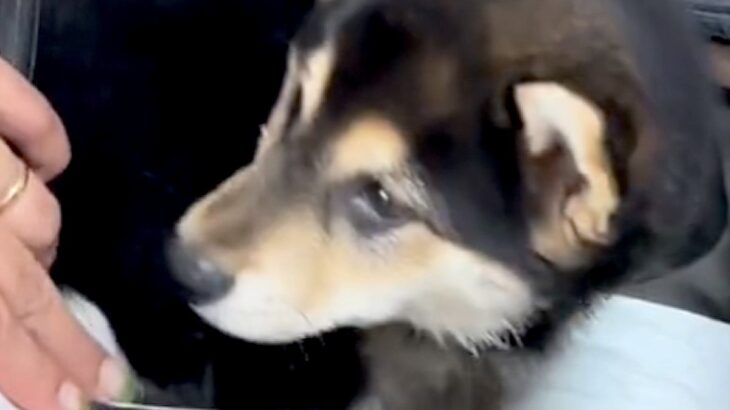 『真っ黒な毛の子犬を飼った』と思っていたら…驚きを隠せない『三毛猫のような姿になる光景』が12万再生「ミケ柴」「なんて珍しい色」と絶賛(ブログ)