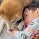 2歳の男の子が高熱に苦しんでいたら、犬が…思った以上に『心配そうに見守る光景』が25万再生「辛いの分かるんだ」「優しくて素敵」と称賛(ブログ)