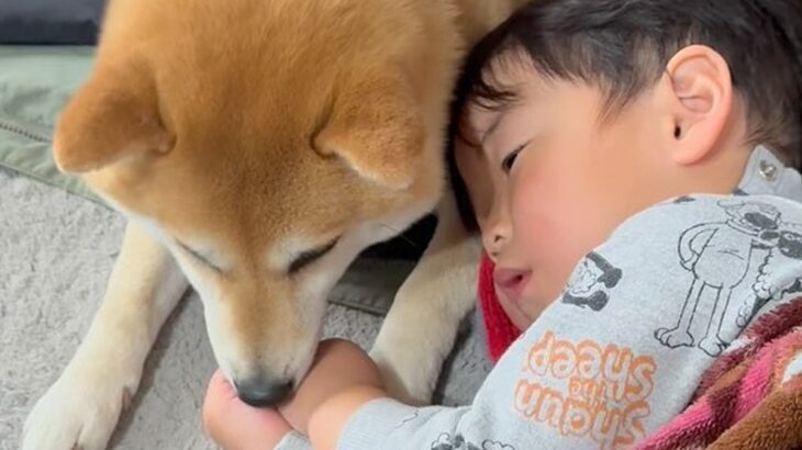 2歳の男の子が高熱に苦しんでいたら、犬が…思った以上に『心配そうに見守る光景』が25万再生「辛いの分かるんだ」「優しくて素敵」と称賛(ブログ)