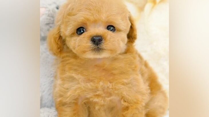 『フワフワで天使のような赤ちゃん犬』が大きくなった結果…思っていたのとなんか違う『驚きのビフォアフ』が35万再生「吹いた」「人間味強い」(ブログ)