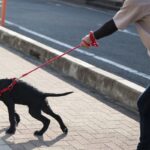 犬に絶対してはいけない『リードの持ち方』５選　死亡事故を招くかもしれない危険行為とは？(ブログ)