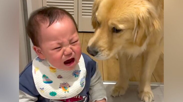 空腹で泣く赤ちゃん→大型犬が一生懸命に慰めようと…とんでもなく尊い光景が泣けると152万再生「なんて愛情深い子」「優しいお兄さん」と絶賛(ブログ)
