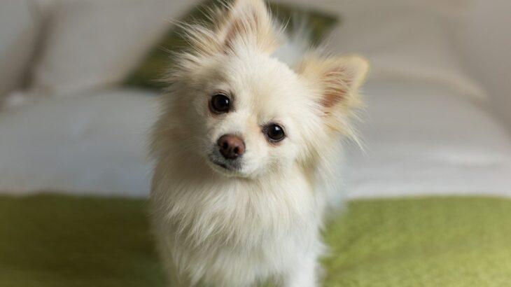 犬も『悪知恵』を働かせることがある？わざと行動する心理から正しい対処法まで(ブログ)