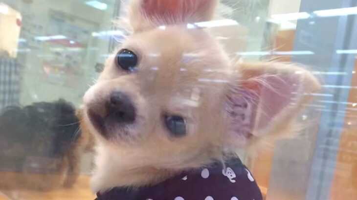 『9800円で売れ残っていた犬』家族の反対を押し切って飼った結果…当時が嘘のような光景に涙が出ると59万再生「お顔が全然違う」と反響(ブログ)