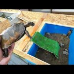 ニホンイシガメの新しい飼育場を作ってみた！(YouTube)