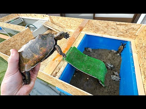 ニホンイシガメの新しい飼育場を作ってみた！(YouTube)