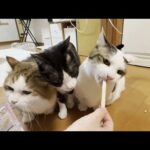 デンタルケアで太る気満々の猫(YouTube)