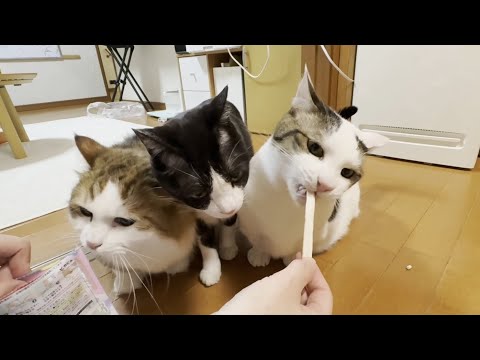 デンタルケアで太る気満々の猫(YouTube)