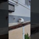 港のレストラン前にいた猫ちゃん、ナデナデすると喜んで足下にスリスリしてきた #ImpressedCatVideo #catisland #猫(YouTube)