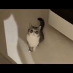 もちが夜中に1人で泣いてたので見に行ったら…(YouTube)