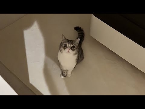 もちが夜中に1人で泣いてたので見に行ったら…(YouTube)