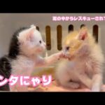 泥の中からレスキューされて2週間経過  ビンタっされてもへっちゃらニャン  モグ＆ムック   2025 05 19 2(YouTube)