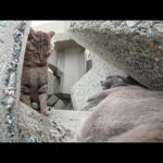 ボス猫にシメられてお漏らししてしまった灰色猫ちゃん(YouTube)