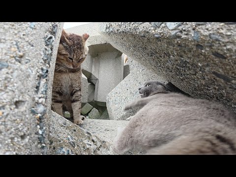 ボス猫にシメられてお漏らししてしまった灰色猫ちゃん(YouTube)