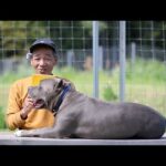 全国の保護犬達をみんなで力を合わせて助けよう！(YouTube)
