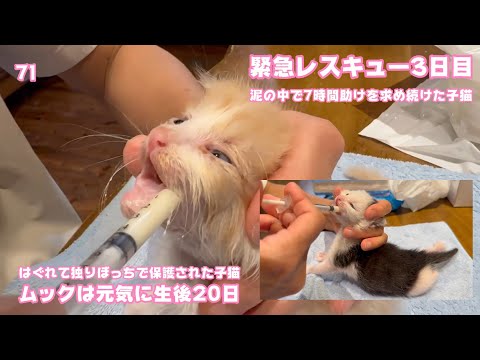 緊急レスキュー3日目 泥の中で7時間助けを求め続けたモグ  ムックは元気で生後20日   2025 05 08 1(YouTube)
