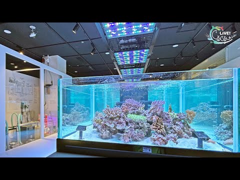 【海遊館】LIVE！ぐるぐるサンゴ！　⑥展示の中に海をつくる(YouTube)