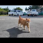 茶トラ猫軍団集まってきた(YouTube)