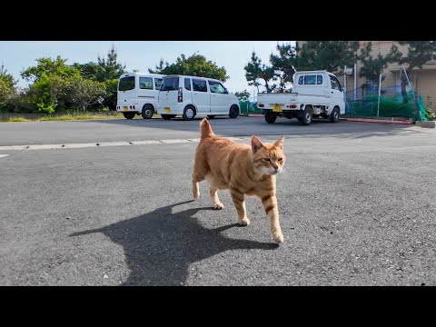 茶トラ猫軍団集まってきた(YouTube)