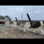 猫の集会が終わって帰っていく猫たち(YouTube)