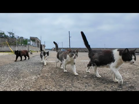 猫の集会が終わって帰っていく猫たち(YouTube)