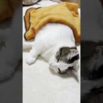 UFOキャッチャーの足が少し短い景品(YouTube)