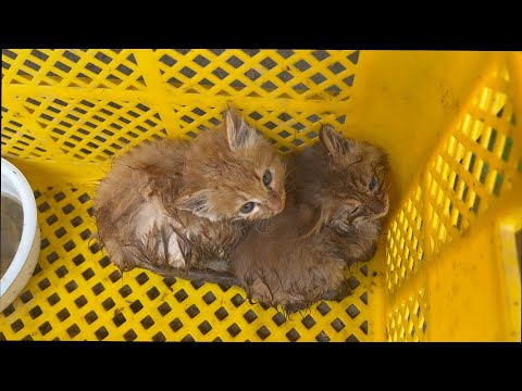 川で救助された兄弟の子猫を引き取りました(YouTube)