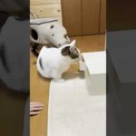 めっちゃ開けるやん(YouTube)