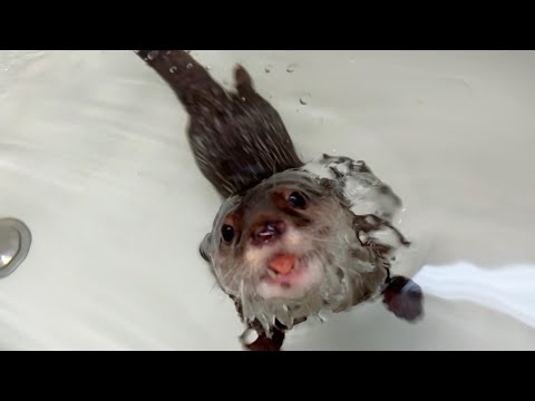 カワウソとお風呂でジャーキー掴み取り大会をしたよ！ I had a jerky grabbing contest in the bath with the otter!(YouTube)