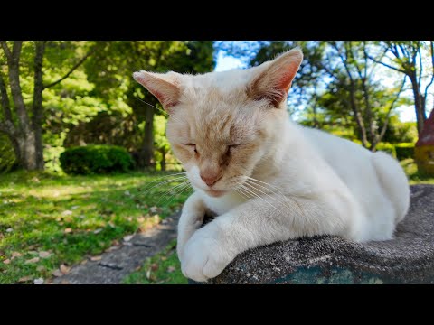 公園の白猫ちゃんモフられにきた(YouTube)