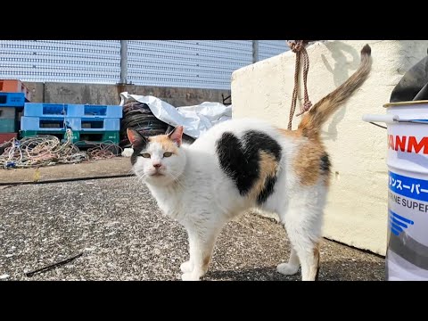 【癒し】毎回モフられにくるハート柄の三毛猫、尊すぎて通ってしまう漁港🐾(YouTube)