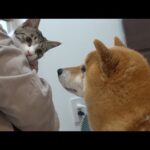 柴犬は子猫がシャワーを頑張るそばで、意外な姿を見せました。(YouTube)