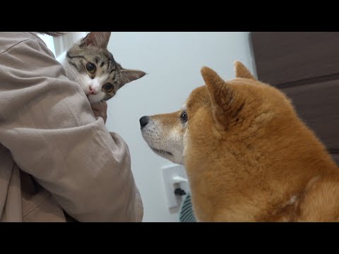 柴犬は子猫がシャワーを頑張るそばで、意外な姿を見せました。(YouTube)