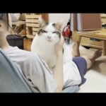 家族みんなに取り合いされて、とても気分が良い猫(YouTube)