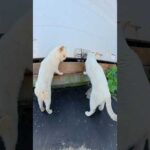 二匹のシャム猫がコンテナの中身を検査する #猫 #cat #ネコ(YouTube)