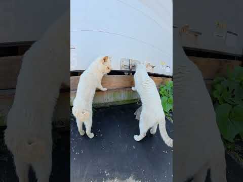 二匹のシャム猫がコンテナの中身を検査する #猫 #cat #ネコ(YouTube)