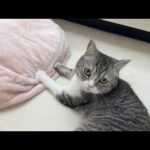 もちがふみふみ中に違和感があって何か訴えてきました。(YouTube)