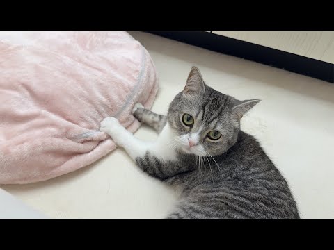 もちがふみふみ中に違和感があって何か訴えてきました。(YouTube)