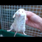 ブリブリに育ったヤワゲネズミを蛇に食べさせます(YouTube)