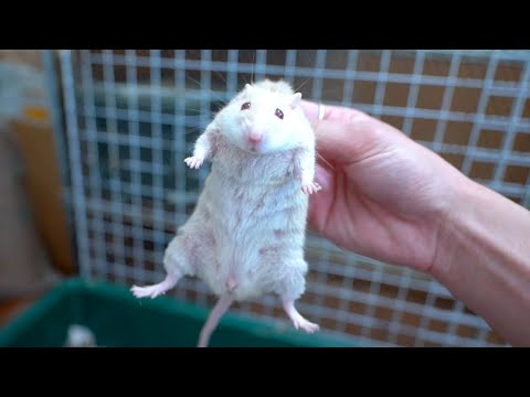 ブリブリに育ったヤワゲネズミを蛇に食べさせます(YouTube)