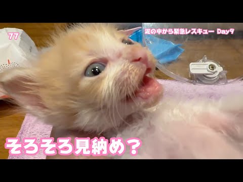 そろそろ見納め？ 泥の中から緊急レスキュー Day9  モグ   2025 05 14 1(YouTube)