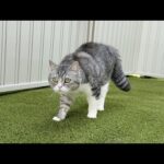 庭で遊んでたら急に毛を逆立てて威嚇しはじめた猫の視線の先にまさかの光景が…(YouTube)
