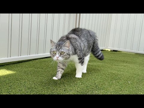 庭で遊んでたら急に毛を逆立てて威嚇しはじめた猫の視線の先にまさかの光景が…(YouTube)