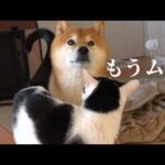 柴犬が子猫の子守りを続けるなか、遂にこの子に我慢の限界がきました。。(YouTube)