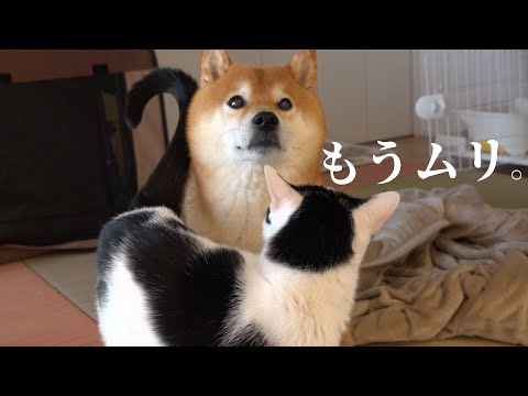 柴犬が子猫の子守りを続けるなか、遂にこの子に我慢の限界がきました。。(YouTube)