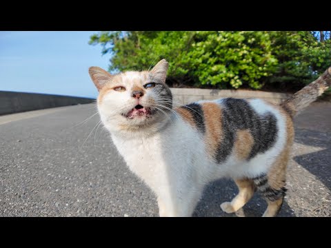 海辺の公園の三毛猫ちゃんは撫でられるのが好き(YouTube)