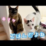 勘違いして１時間前から全力でご飯待ちする猫たち！(YouTube)
