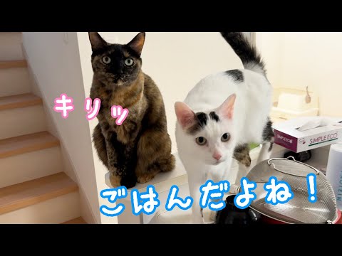 勘違いして１時間前から全力でご飯待ちする猫たち！(YouTube)