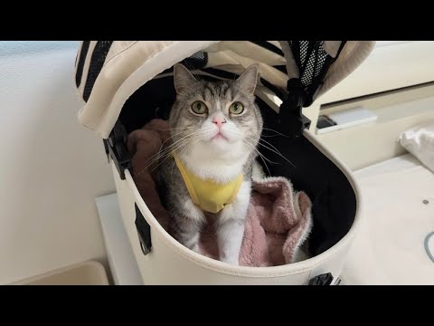 もちが手術をすることになった日。(YouTube)